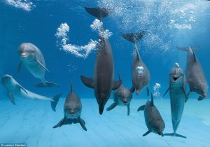 dolphinconventiononlove