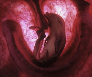 dolphin_embryo