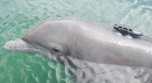 tagged dolphin