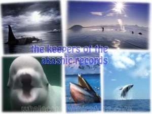 keepersoftheakashicrecords_whales