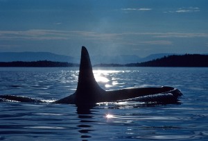 Orca-Killer-Whale-sunset