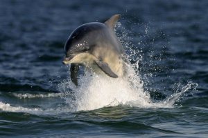 bottlenose-dolphins-large-charlie-philips